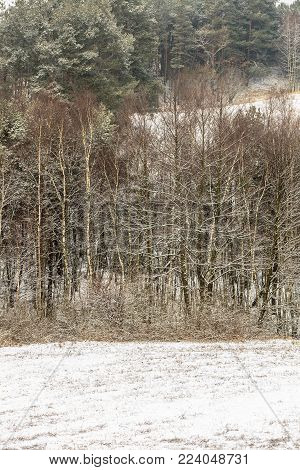 Winter season and seasonal specific. Hilly fields maedows trees covered with white fresh snow. Countryside landscape