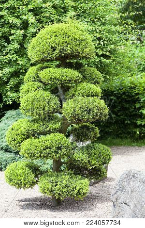 Japanese Garden in summer, exotic plants, Wroclaw, Poland. The Japanese Garden was founded in 1909-1913,  located within Szczytnicki Park