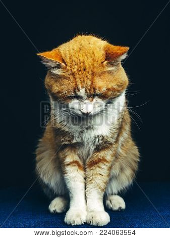 Beautiful red cat sits evenly with his head down, front view