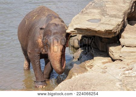 Sri Lanka, Pinawella Cattery. Elephants Are Bathing And Washing In The River, Among Brown Stones