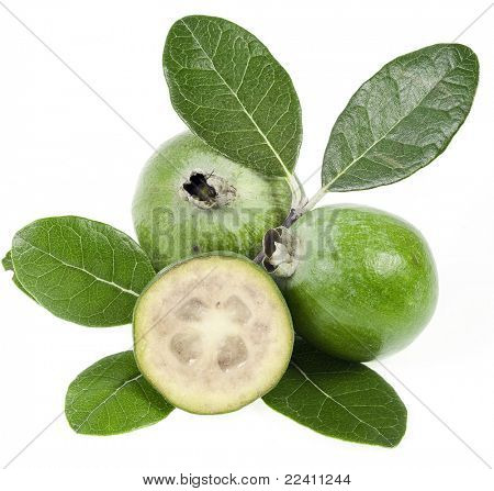   Feijoa (Acca sellowiana) - ananas Guava isoleret