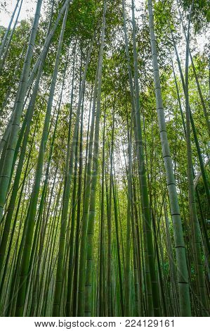 Arashiyama bamboo forest in Sagano, Kyoto, Japan