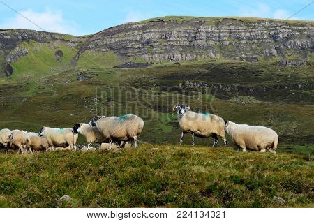 Cute herd of sheep passing through the scottish highlands