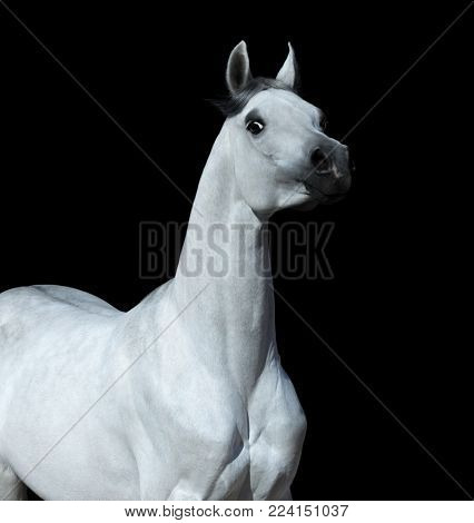 Light gray Arabian horse on black background. Graceful statuary stallion looking at camera. 