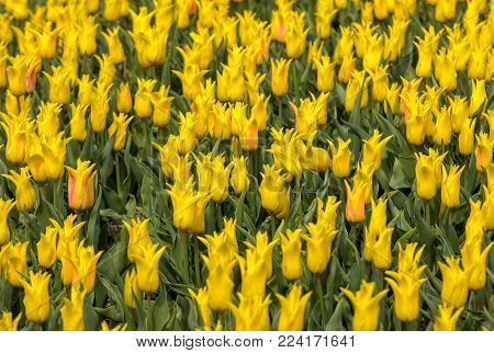 Abstract background . Close-up of yellow tulips flowers