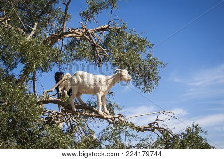Tamri goats climing on argan trees  in Morocco, Africa. Argan Oil is produced by using the seeds of the trees and is used for skin care, cosmetics and beauty products
