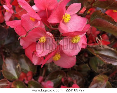 Red Shimmery Wax Begonias Shining In The Garden.