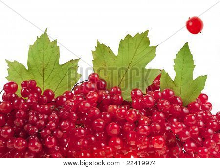 røde bær Viburnum på hvid