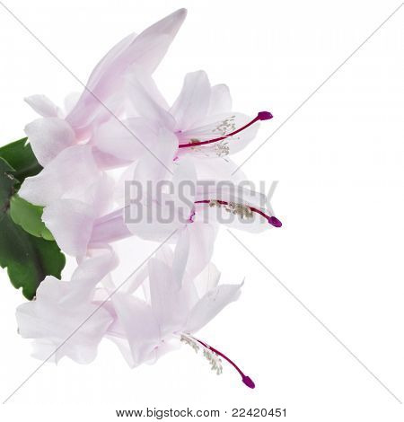  Boże Narodzenie kaktus kwitnący (Kaktus gatunków) na białym tle