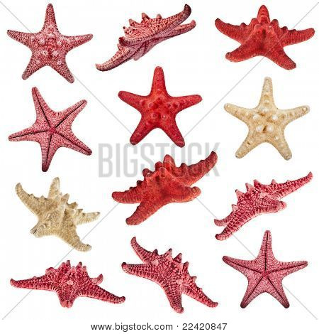 ครอบครัวปลาดาว