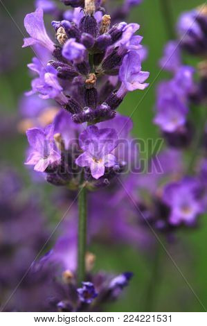 Macro Purple Lavender Flower. Microcosmos In Rustic, Home, Eco-friendly Garden.