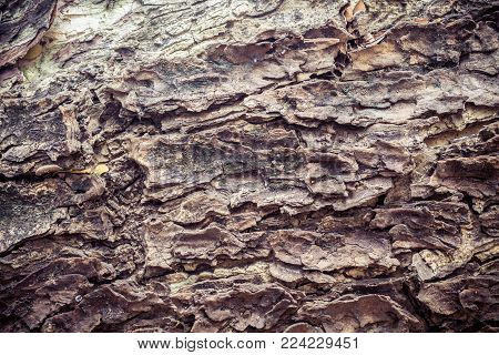 Tree Bark Old Texture On A Background