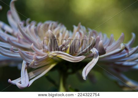 Gorgeous artistic close-up of a La Parisienne Chrysanthemum- classified in the quill category of Chrysanthemums- in a garden.