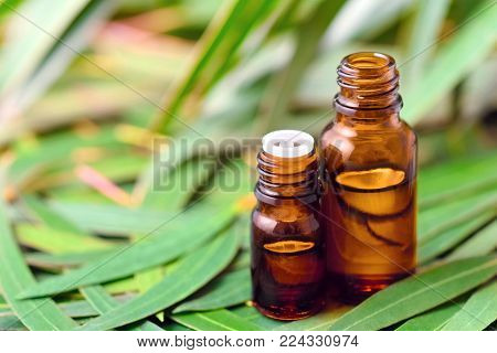 Eucalyptus essential oil on the fresh eucalyptus leaves background