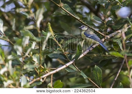 Bluetit (parus Caeruleus)