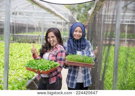 two asian woman holding a small green plant. new life concept. hydrophonic farming