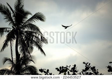 raven flying with wide spread wings in palm tree landscape