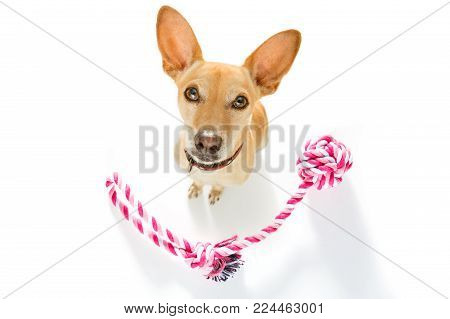 Curious Podenco Dog Looking Up To Owner Waiting Or Sitting Patient To Play Or Go For A Walk,  Isolat