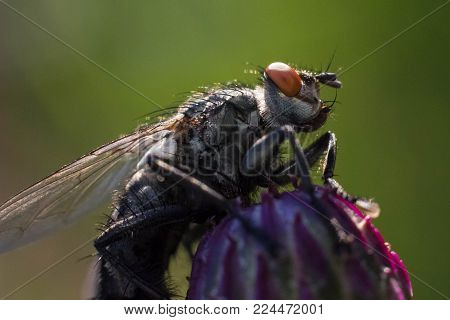 Tachina Fly On The Grass. Macro Photo. Seen Facet On The Eyes. Green Background.