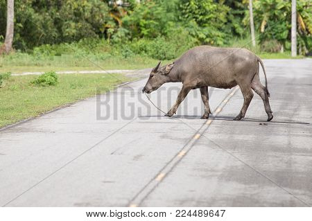 Buffalo walk on road. Clouse up. (Thailand)