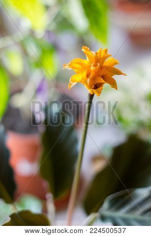 Calathea Crocata As Home Plant. Cultivated In Flower Pot.