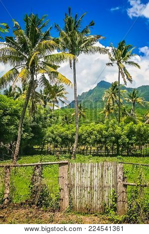 Jungle Palmtrees Behind Wooden Gates To The Farm On The Indonesian Island Of Sumbawa