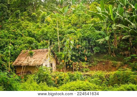 Small Wooden Bamboo Hut In The Jungle On The Indonesian Island Of Flores Nusa Teggara