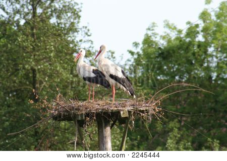 นกกระสาขาว