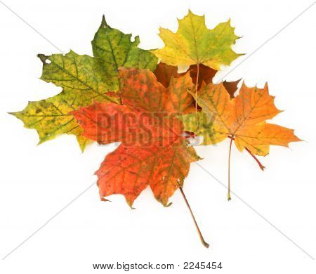 Mehrfarbige Maple Leaves