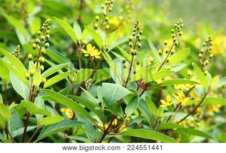 Galphimia, Gold Shower Flowers