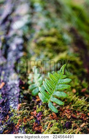 Fresh green sprout of fern on an old tree in the forest
