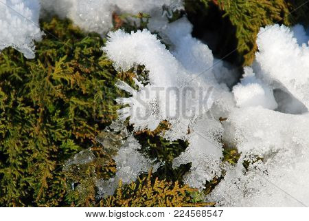 Evergreen juniper plant covered by white snow