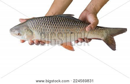 Hand Holding Freshwater Fish Isolated On White Background, File Contains A Clipping Path. (probarbus