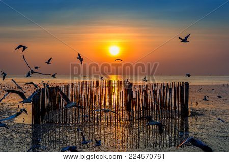 Sunset with silhoutte of birds flying at sea.