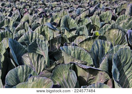 photo of plantation of ripe kale in sunny weather, Israel