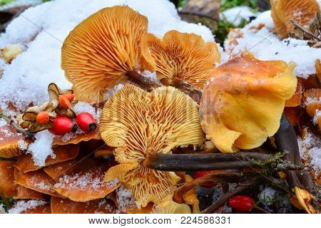 Cluster of Flammulina velutipes or Velvet Shank mushrooms in snow, decorated with some red seeds, edible sort of mushrooms growing in winter time, close up view