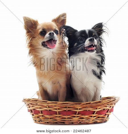 Kaksi chihuahuat