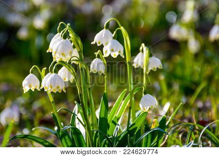 Beautiful blooming of White spring snowflake flowers in springtime. Snowflake also called Summer Snowflake or Loddon Lily or Leucojum vernum on a beautiful background of similar flowers in the forest
