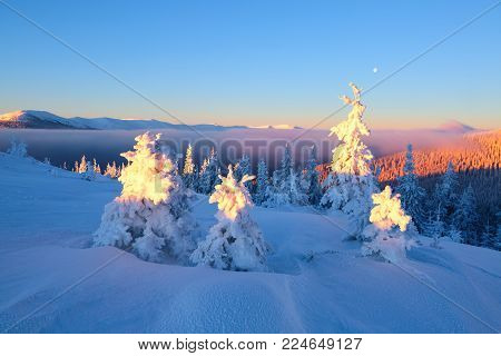 Snowy Christmas trees stand on the lawn under the sun. The high mountains are covered with snow. A beautiful winter day. A place to relax in the Carpathian national park.