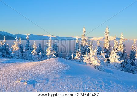 Snowy trees stand on the lawn under the sun. The high mountains are covered with snow. A beautiful winter day. A place to relax in the Carpathian national park.