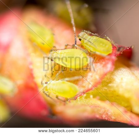 Green aphids on a red leaf in the nature. macro .