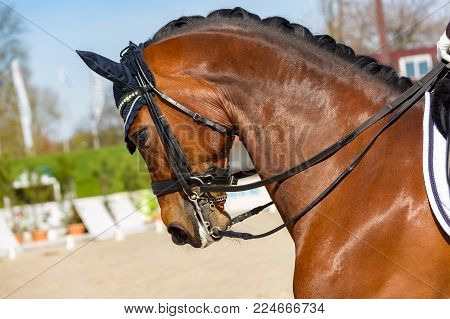 close-up on overbent dressage horse wearing an anti-fly cap