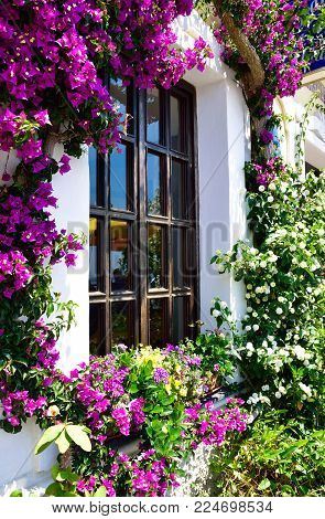 Beautiful house window surrounded by Bougainvillea flowers in Oia Santorini village, Greece