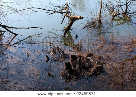 River swamp with clear water full of dried grass, cut down and fallen trees, tree stumps, branches and other dried vegetation