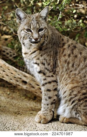 Full-length profile of Bobcat with gorgeous markings. Her spots are repeated in the log behind her.