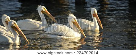 White Pelicans swimming in a line with the soft sunset glow on their faces.
