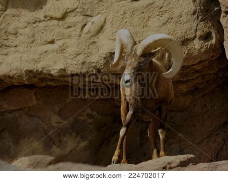 Bighorn Ram  standing on the edge of the ledge.