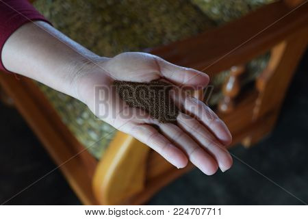 Cuban tobacco seeds.