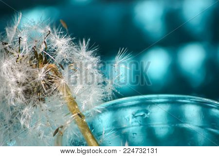 Dandelion Fluffy Seeds Blowing Away Close Up