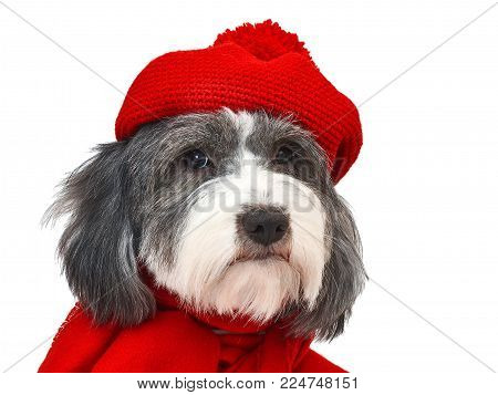 a little long-haired dog on a white background